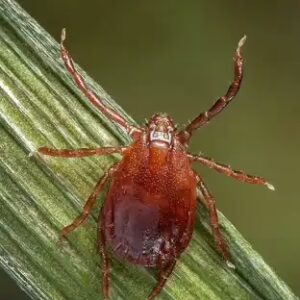 Bed Bug Prevention in tucson