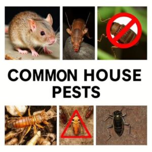 common pests in tucson